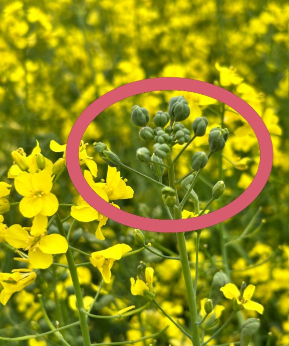 Vegetative growth in place of flowers (circled in red) on a canola plant.